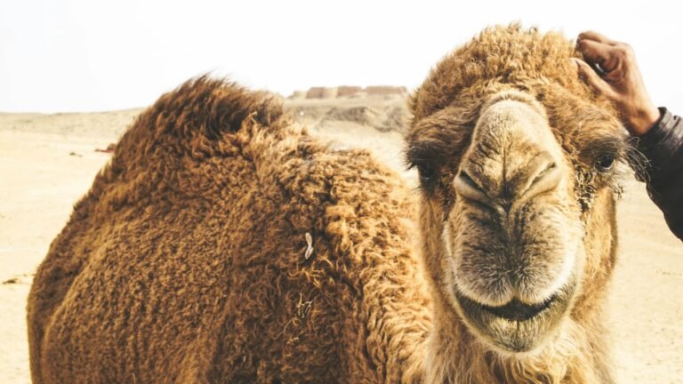 Aral Sea & Ustyurt Plateau 4×4 Expedition from Nukus – 3 Days